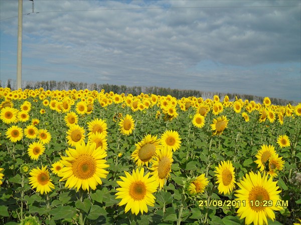 Подсолнуховые поля